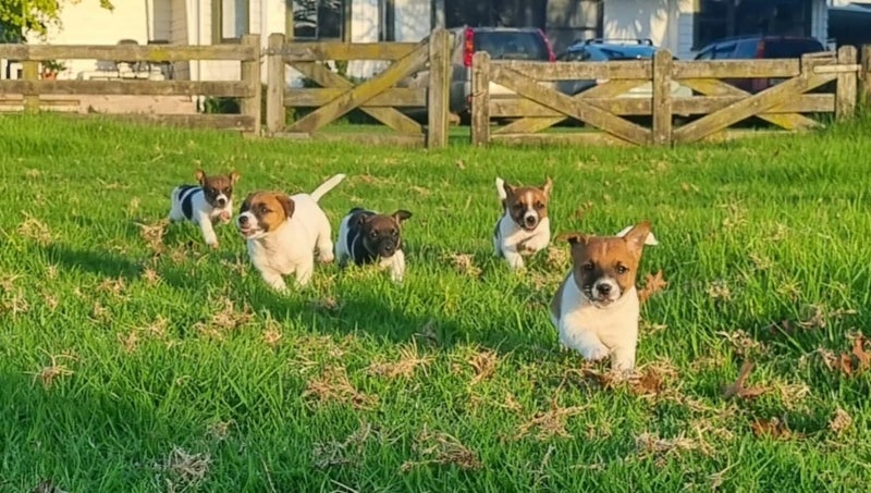 Jack Russell/ Foxy cross puppies Carousel 1