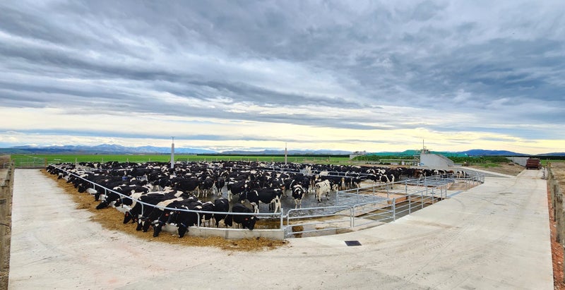 400 Dairy Cow Feed/Wintering Pad62931720216065112
