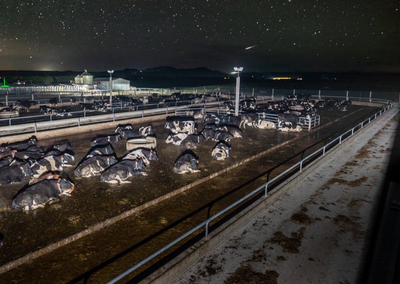 400 Dairy Cow Feed/Wintering Pad62931720216065113