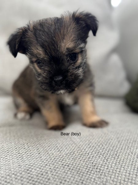 Shih Tzu x Terrier Puppies Carousel 1
