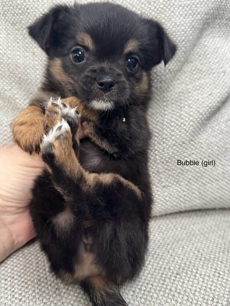 Shih Tzu x Terrier Puppies Carousel 7