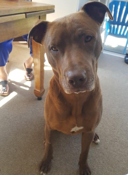 Rasta - 3 years old, in Tauranga, Good with Cats Carousel 1