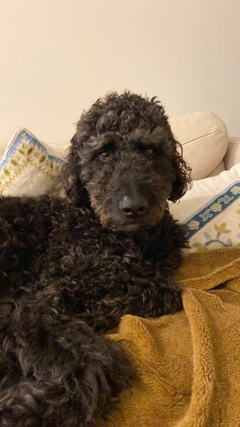 Labradoodles x 2 - Free to a good home Carousel 2