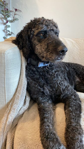 Labradoodles x 2 - Free to a good home Carousel 5