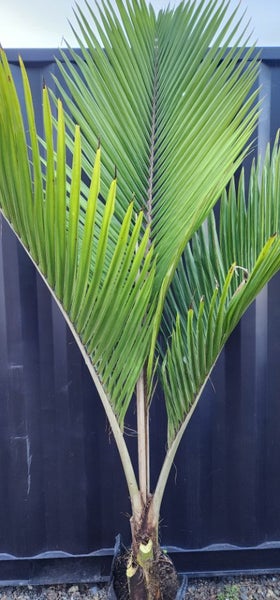 2.5m tall Chatham Island Nikau629317263162901124