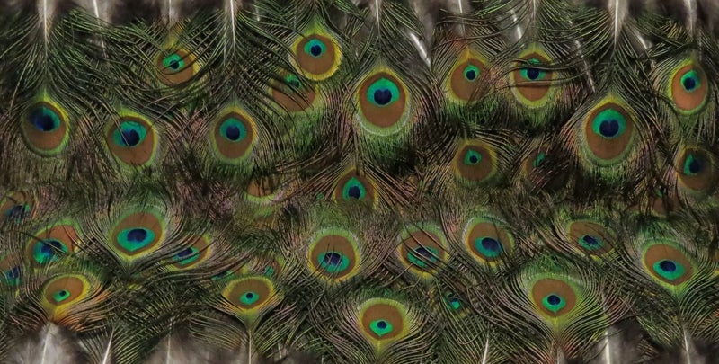 Feathergirl: Complete Peacock Tail $1 Reserve Carousel 2