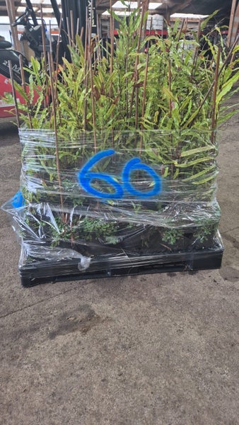 Knightia excelsa - rewarewa Pb5, ht. 50-80cm...x60 Carousel 1