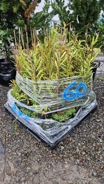 Knightia excelsa - rewarewa Pb5, ht. 50-80cm...x60 Carousel 3