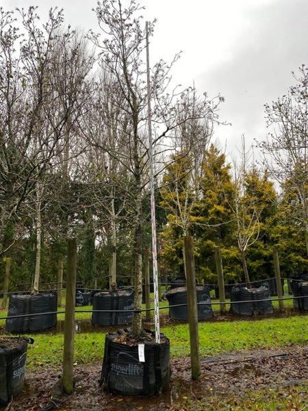 Alnus cordata 400L, ht. 5m...x1 (Lot #2) Carousel 1