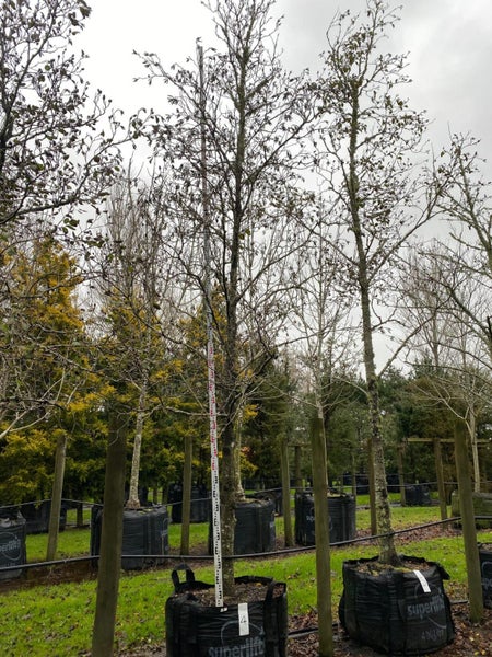 Alnus cordata 400L, ht. 5m...x1 (Lot #4) Carousel 1