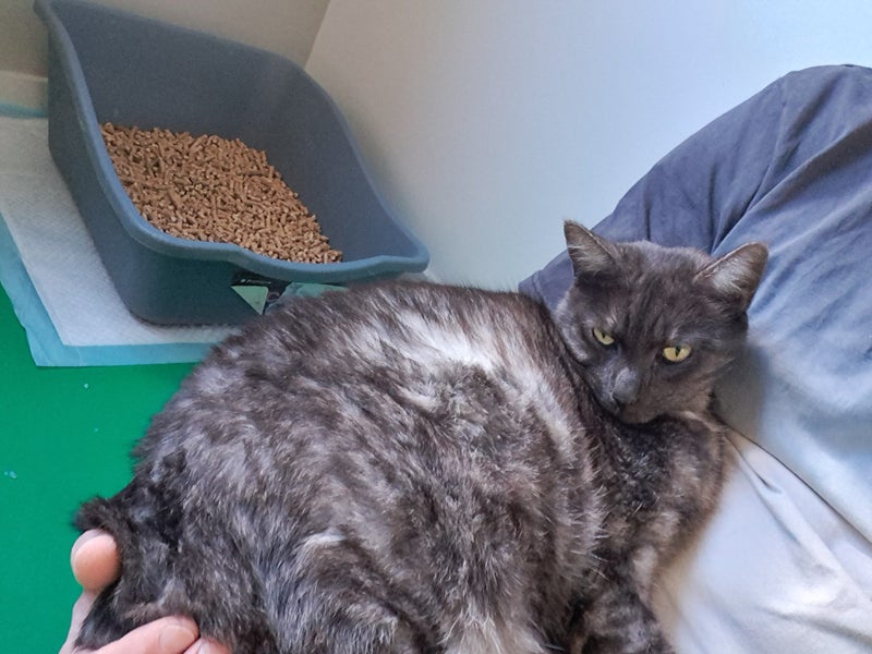 Tall, dark & extremely handsome - rehoming on behalf... Carousel 1