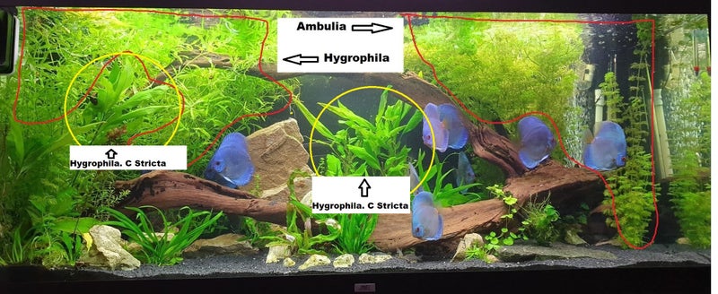 Hygrophila. C Stricta Aquarium plant 26 TO 32c good discus tank No co2 SMALL SZ Carousel 2