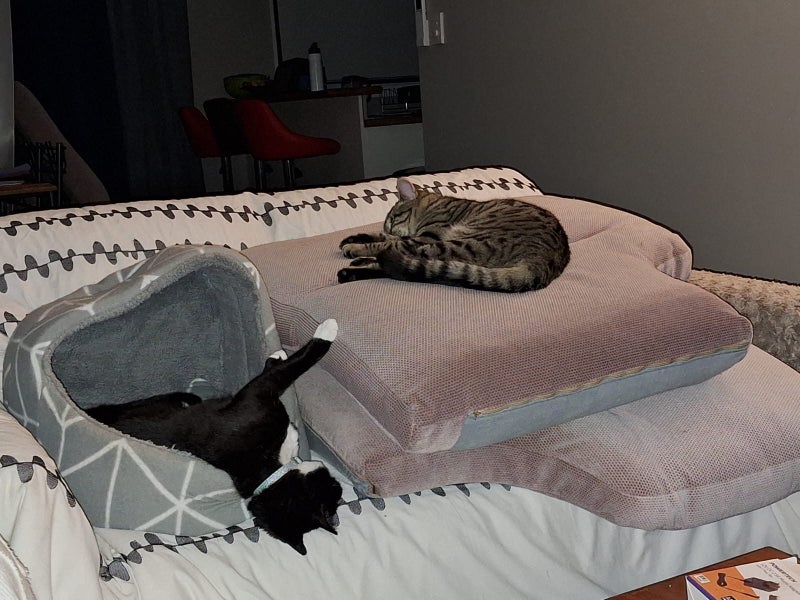 CAT RESCUE CHCH - Ready to Adopt - Sweep & Mindy Carousel 2