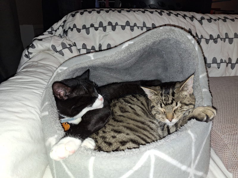 CAT RESCUE CHCH - Ready to Adopt - Sweep & Mindy Carousel 1