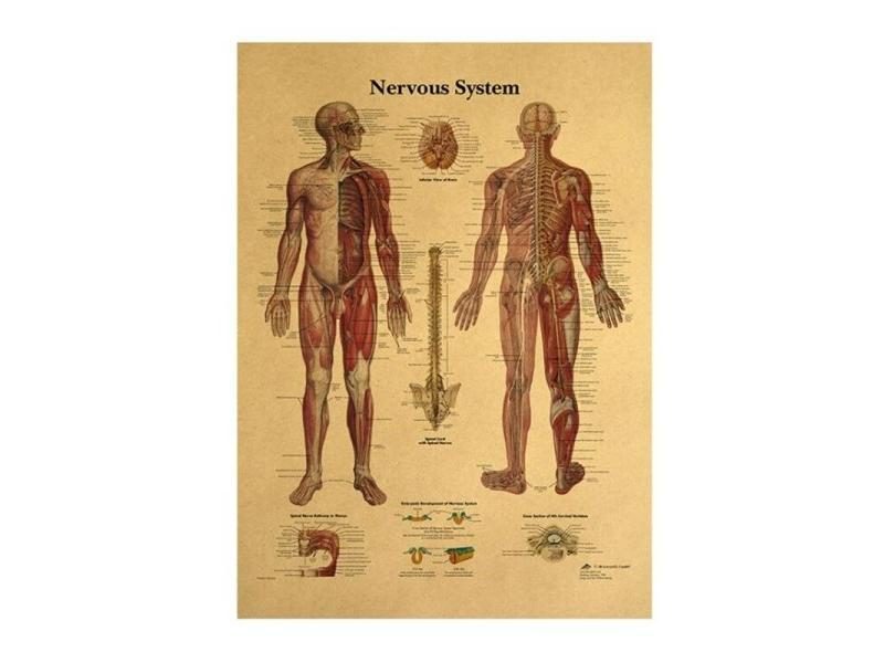 The Body Structure Skeleton Nervous System Vintage Poster Medical Decoracion Carousel 1