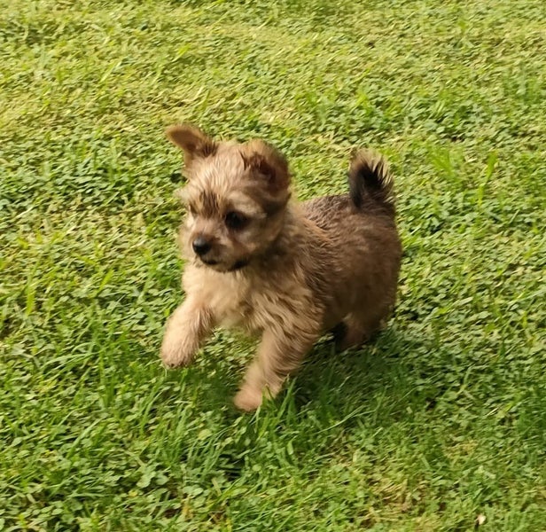 Yorkshire terrier x Carousel 2