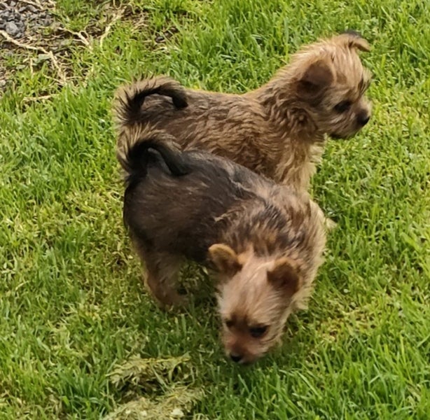 Yorkshire terrier x Carousel 1