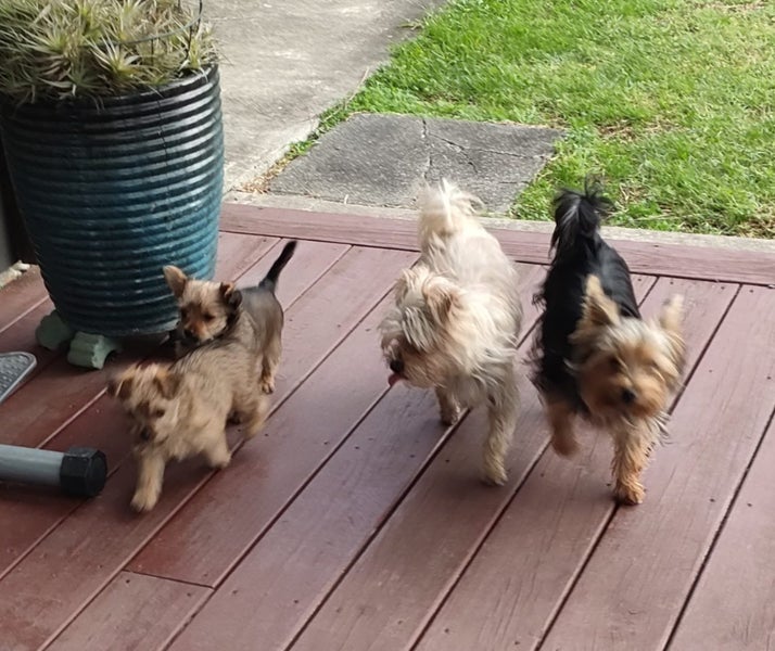 Yorkshire terrier x Carousel 4