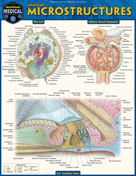 Anatomy Microstructures by Vincent Perez - Paperback Carousel 1