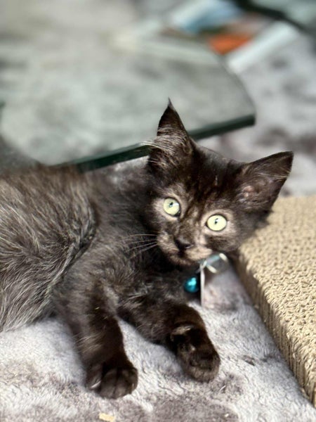 CAT RESCUE CHCH - Ready to adopt - Luci Carousel 1