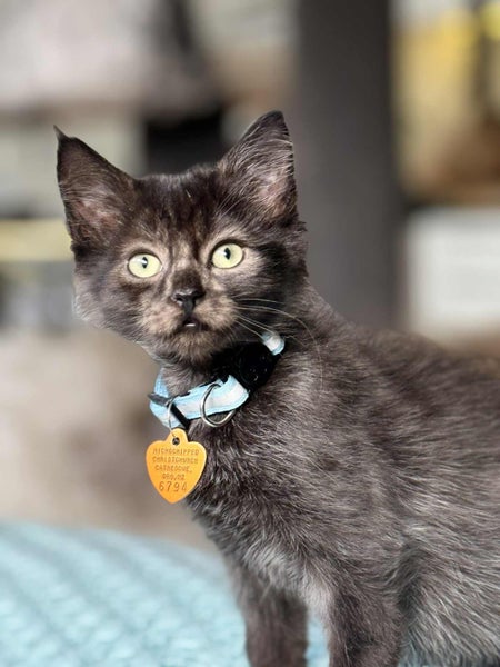 CAT RESCUE CHCH - Ready to adopt - Luci Carousel 2