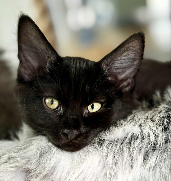 CAT RESCUE CHCH - Ready to adopt - Leviathan Carousel 2