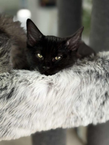 CAT RESCUE CHCH - Ready to adopt - Leviathan Carousel 1