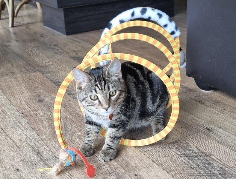 CAT RESCUE CHCH - Ready For Adoption Jordy Carousel 2