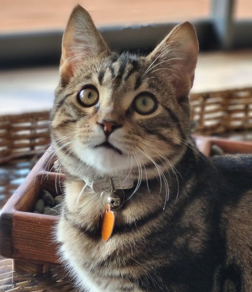 CAT RESCUE CHCH - Ready For Adoption Jordy Carousel 1