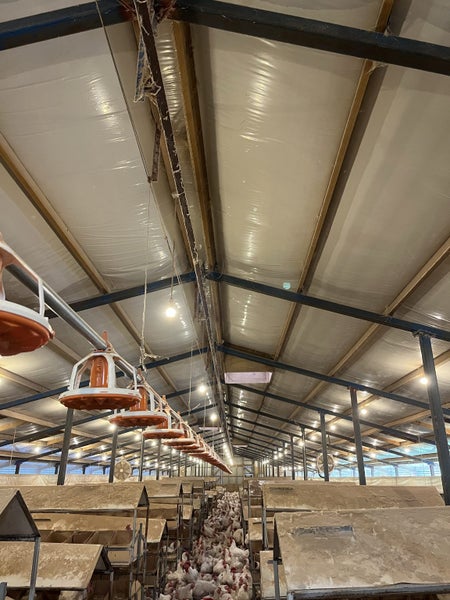 Barn shed - Expressions of interest 55m x 14m62934725661699113