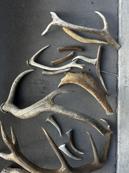 Bulk Deer Antlers - Dog Chews or Crafts Carousel 2