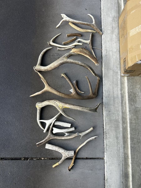 Bulk Deer Antlers - Dog Chews or Crafts Carousel 1