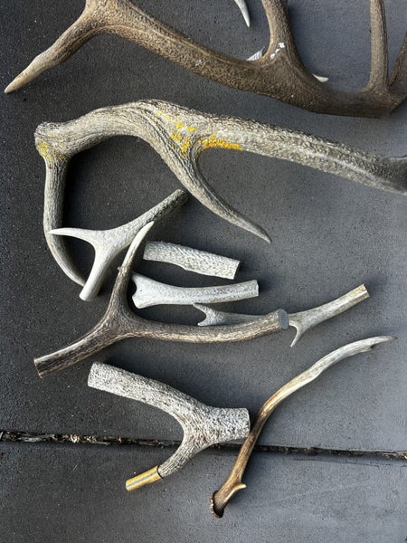 Bulk Deer Antlers - Dog Chews or Crafts Carousel 3
