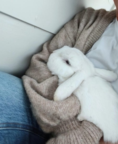 Mini Lop Rabbit - Rehoming Carousel 1