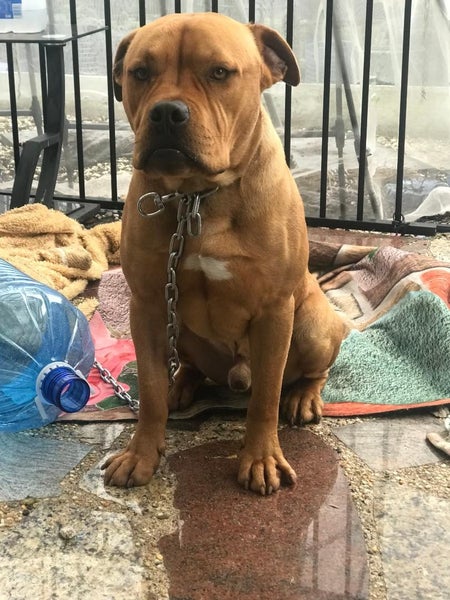 American Staffy Dog Carousel 2