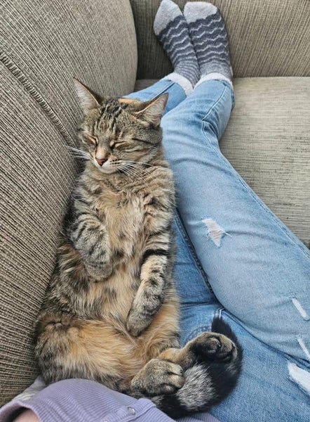 Missing Tabby Cat - Reward Carousel 2