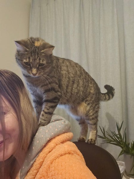 Missing Tabby Cat - Reward Carousel 4