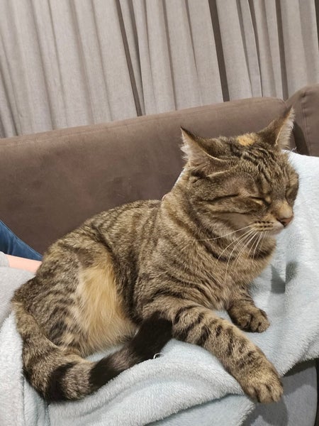 Missing Tabby Cat - Reward Carousel 1