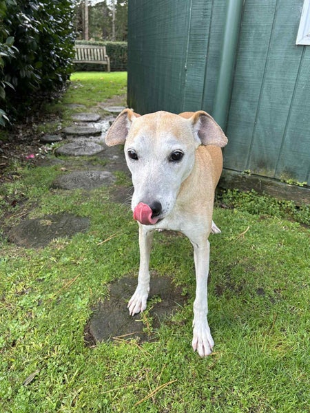 Skylar - Rehome by 27 July, Good with Other Dogs and Children Carousel 2