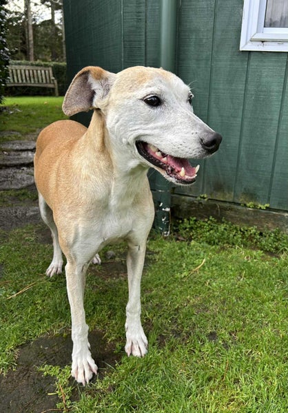 Skylar - Rehome by 27 July, Good with Other Dogs and Children Carousel 4