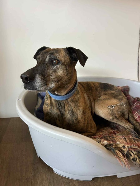 Chippy - Rehome by 27 July, Good with Other Dogs and Children Carousel 3