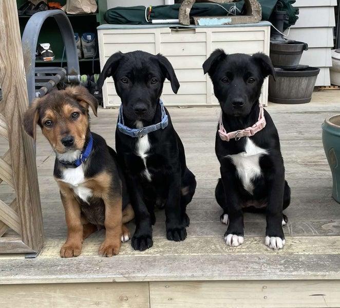 Pound Paws Rescue - Molly, Heading/Hunt pup- ChCh Carousel 2