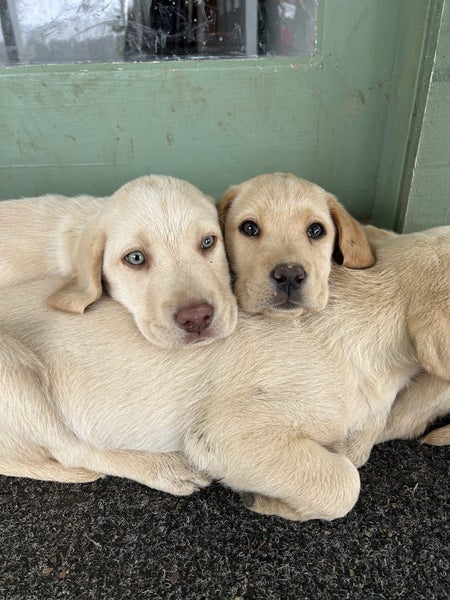 Labrador62996971950465113