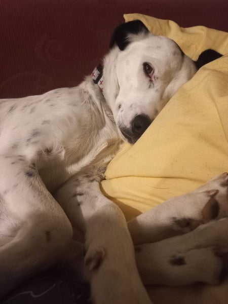 Pound Paws Rescue - Lillie, Oamaru Carousel 6