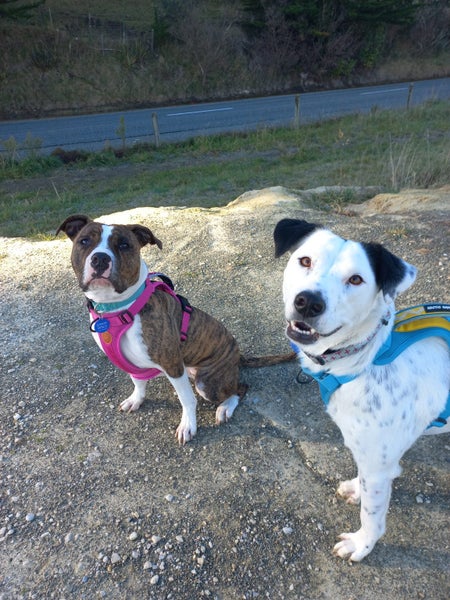 Pound Paws Rescue - Lillie, Oamaru Carousel 1