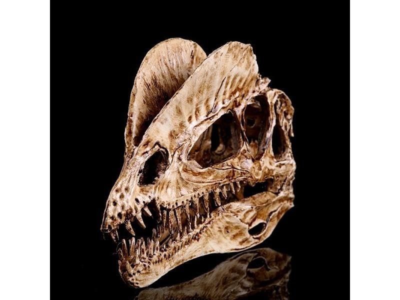 Dilophosaurus Ryrannosaurus Resin Dinosaur Skull Model Collection Carousel 1