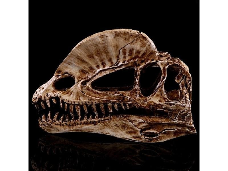Dilophosaurus Ryrannosaurus Resin Dinosaur Skull Model Collection Carousel 2