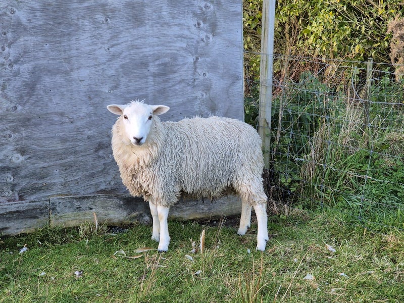 Ram - Texel x Romney Carousel 1