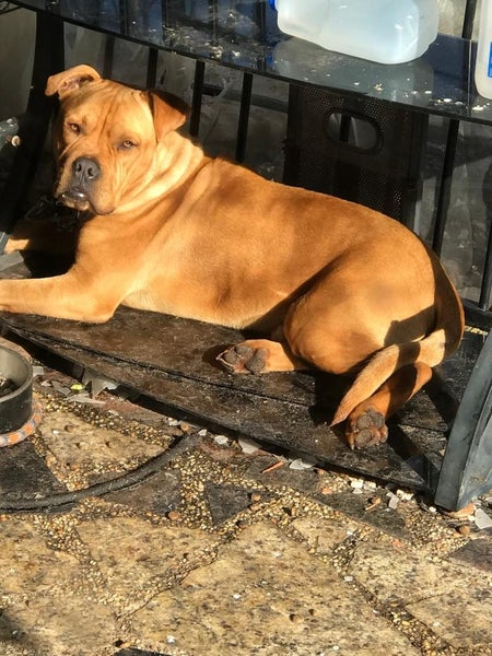 American Staffy Dog Carousel 1
