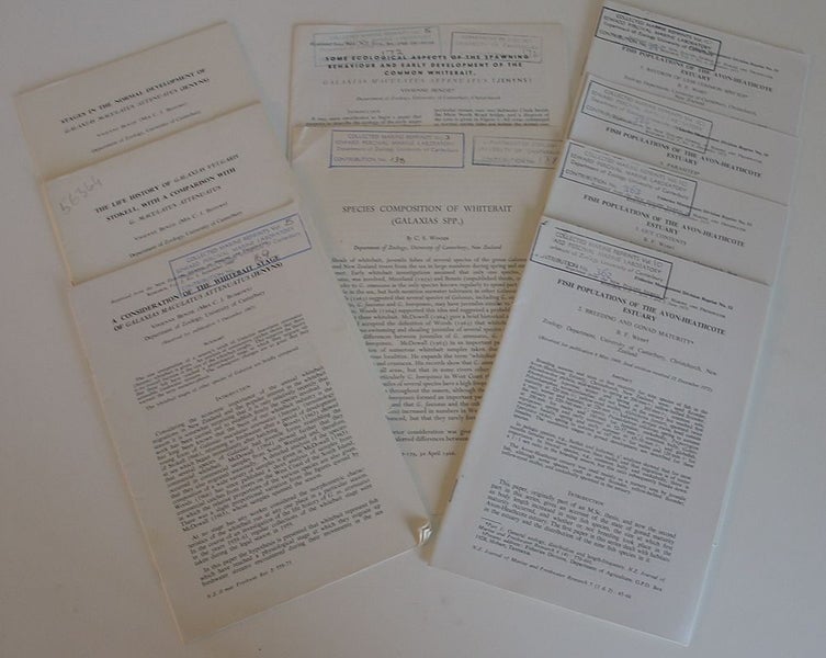 Whitebait Avon Heathcote Estuary 9 Science Papers Carousel 1